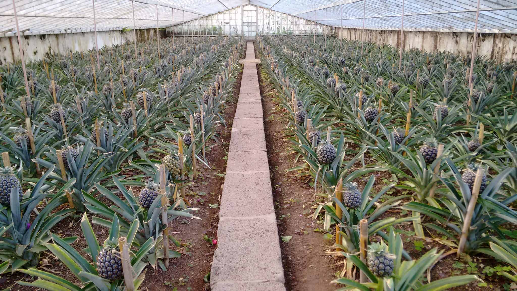 Plantação de ananases na ilha de S. Miguel, Açores