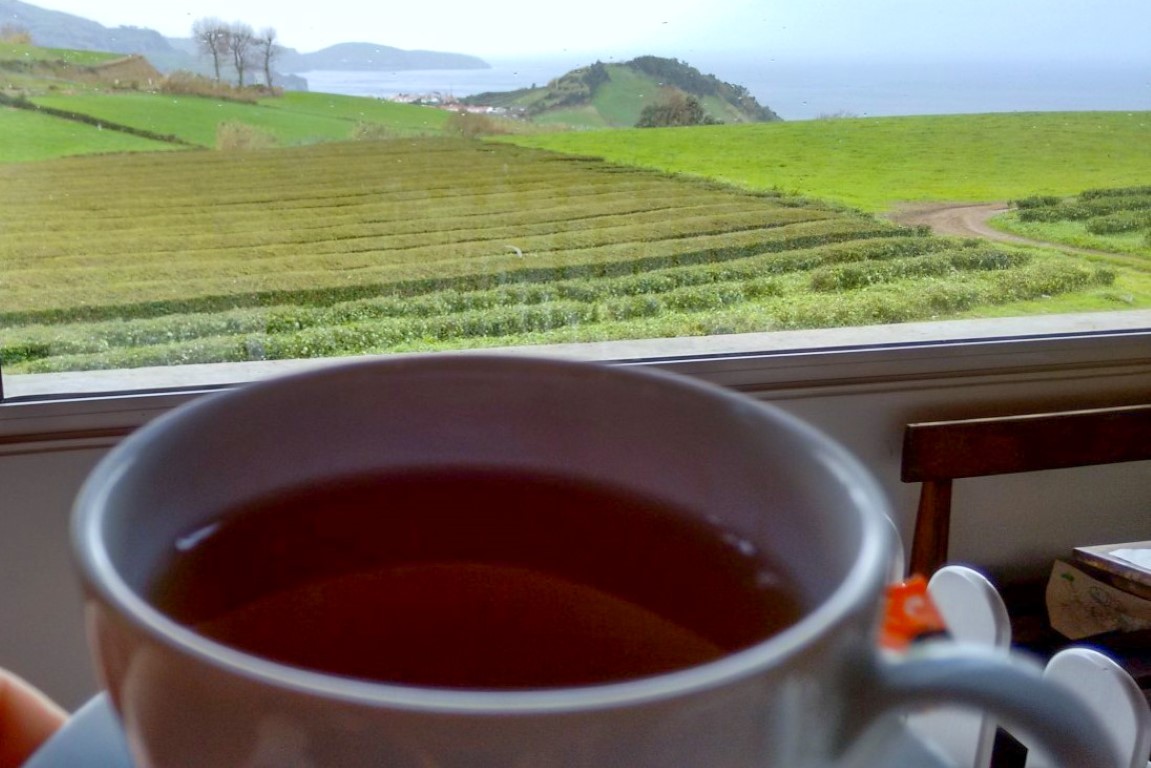 Vista para as plantações de chá da Gorreana, nos Açores