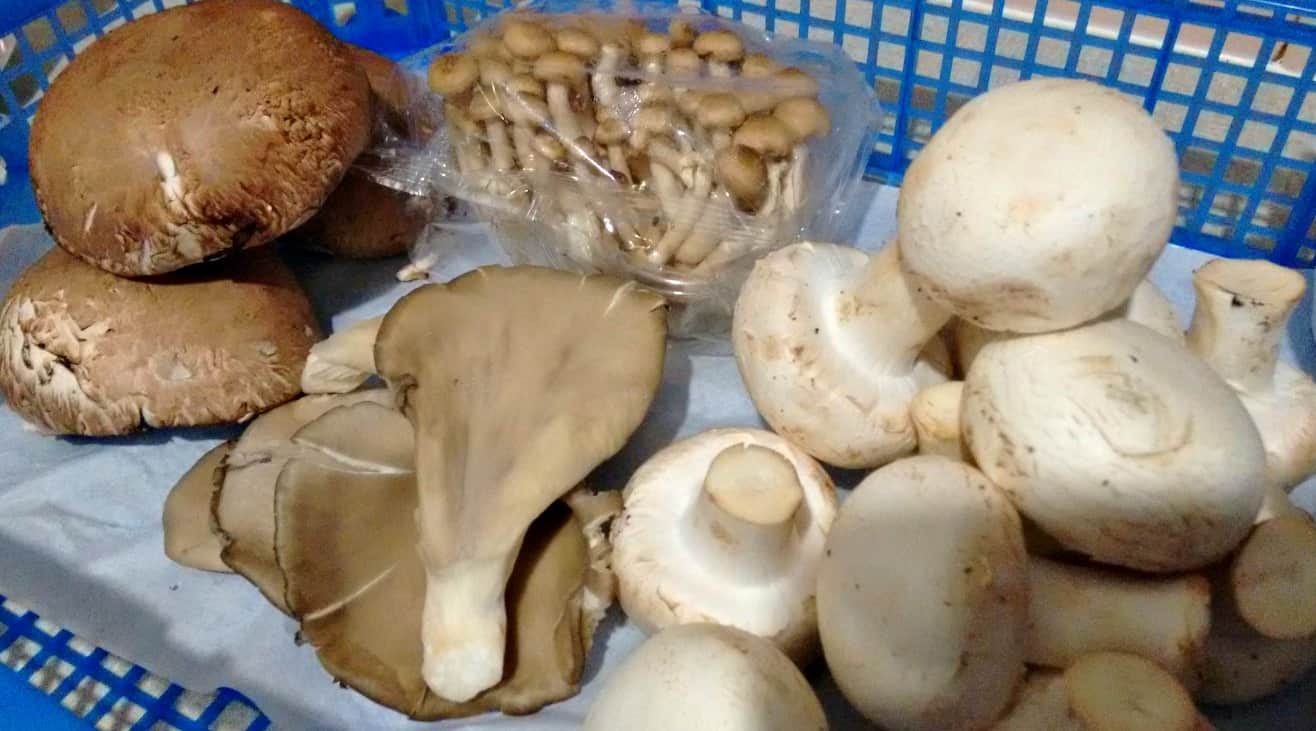 Cogumelos portobello, pleurotus, shimeji e paris
