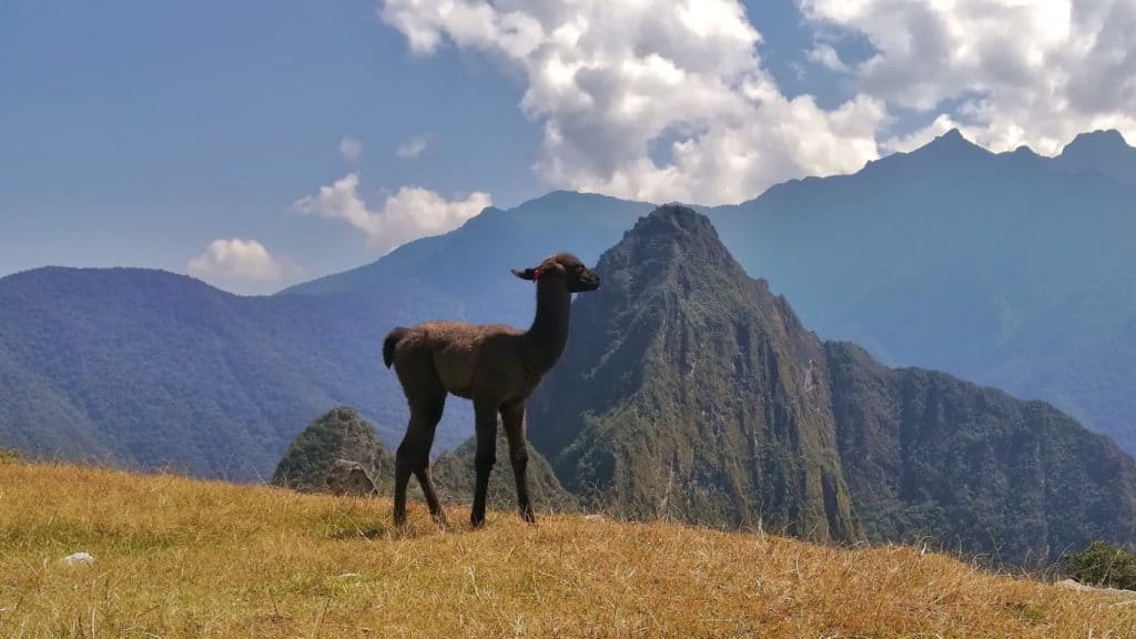 Lama bebé Machu Picchu