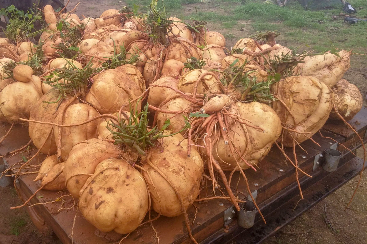 Algumas das batatas doces concorrentes ao Guiness - foto cedida gentilmente pelo Sr. Adriano