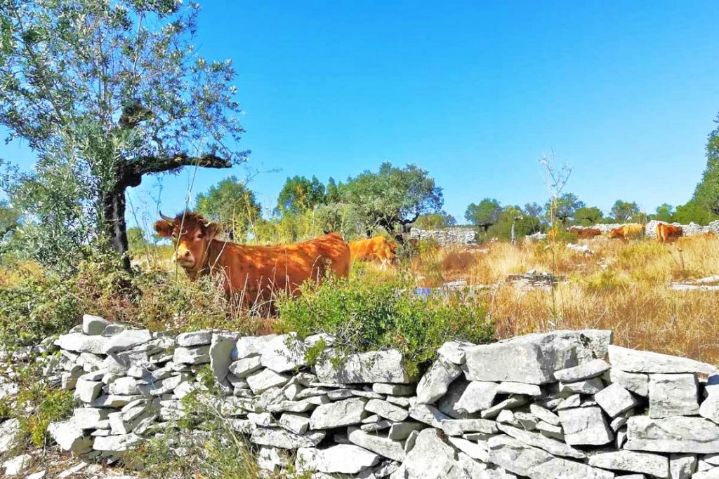 Vacas a pastar, dentro de terreno delimitado por muros de pedra seca