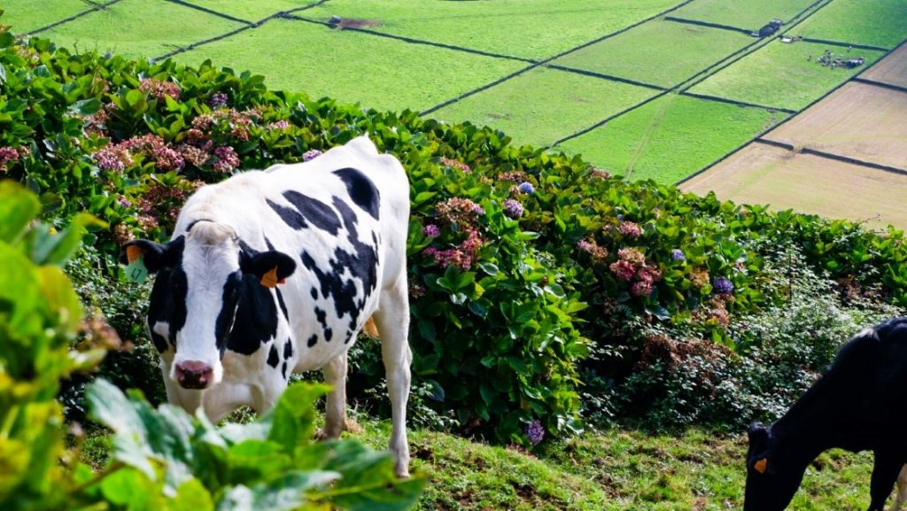 Vaca na Serra do Cume, Terceira