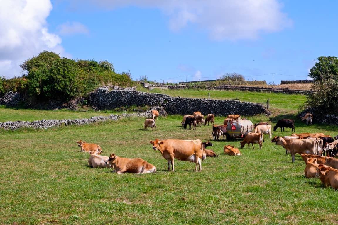Vacas açorianas junto à fábrica do Queijo Vaquinha, nas Cinco Ribeiras