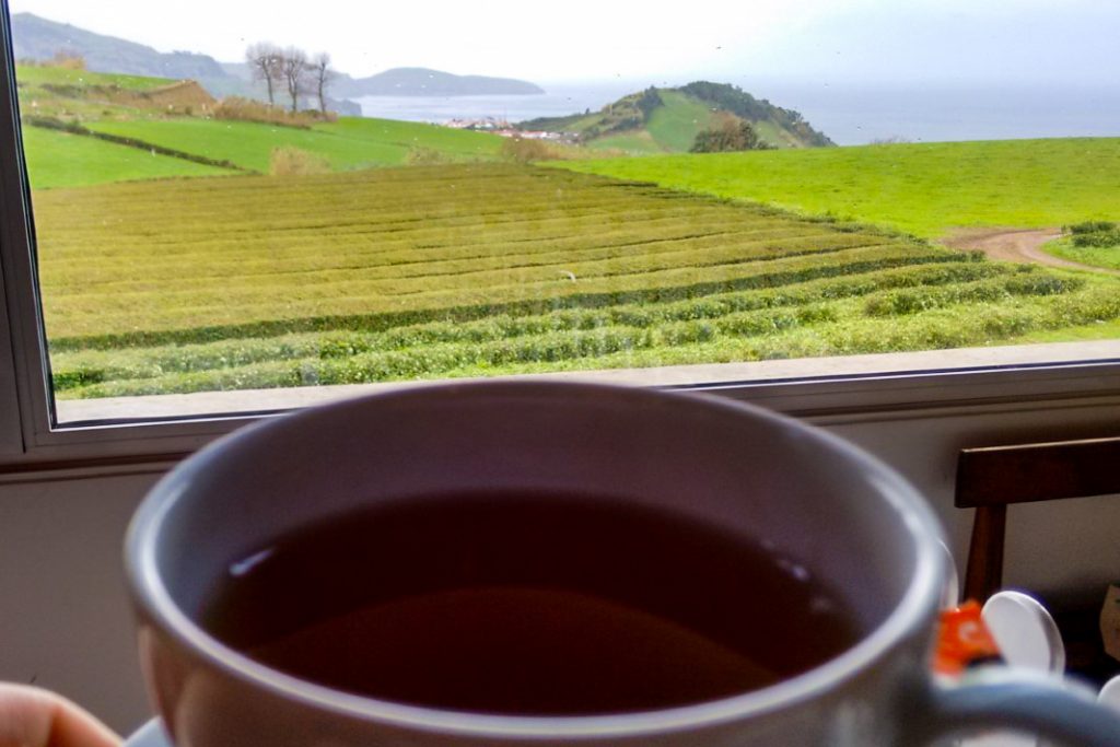 Vista para os campos de chá da Gorreana, com chávena em primeiro plano