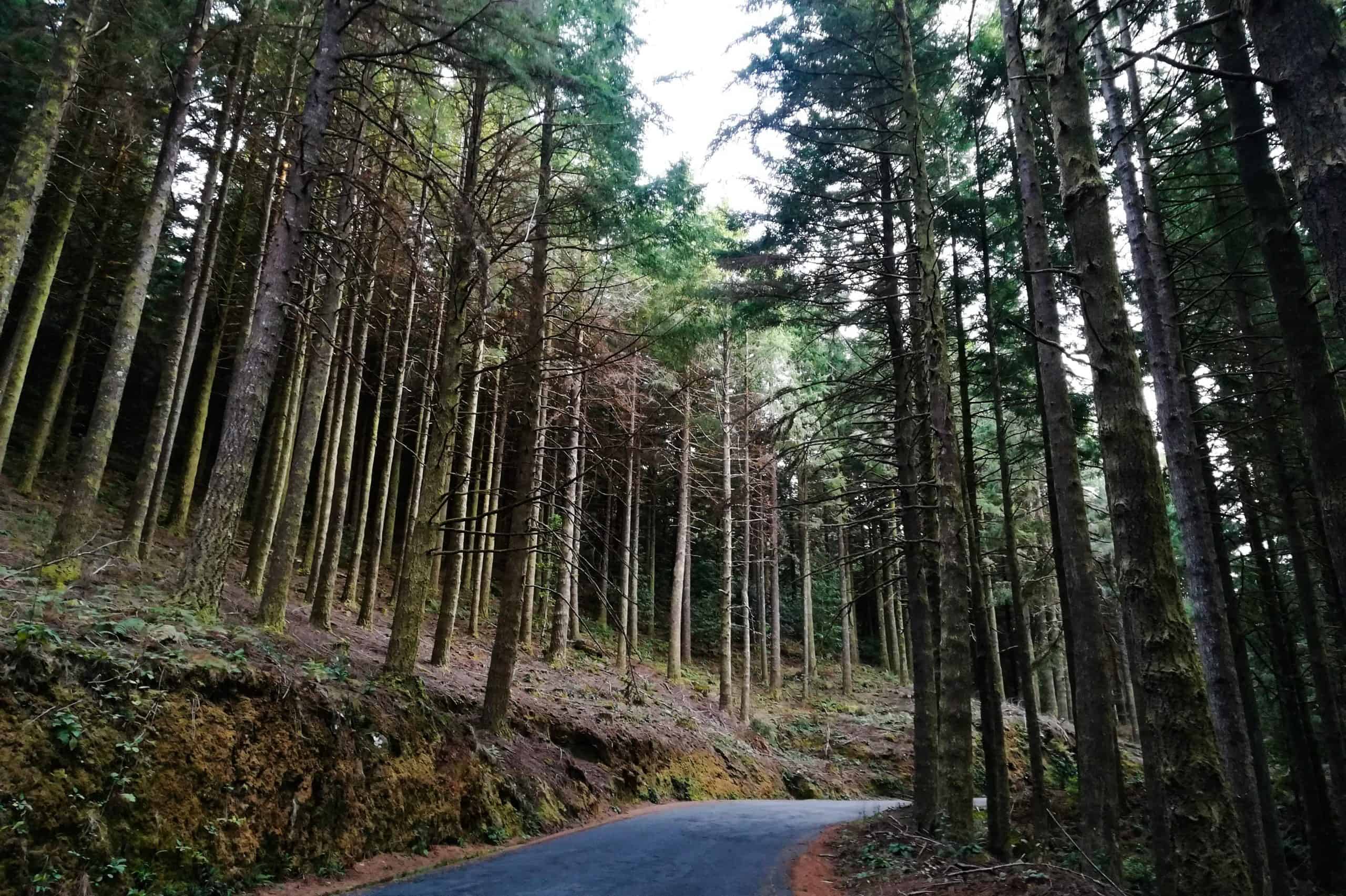Estrada madeirense ladeada por Floresta Laurissilva, na Madeira