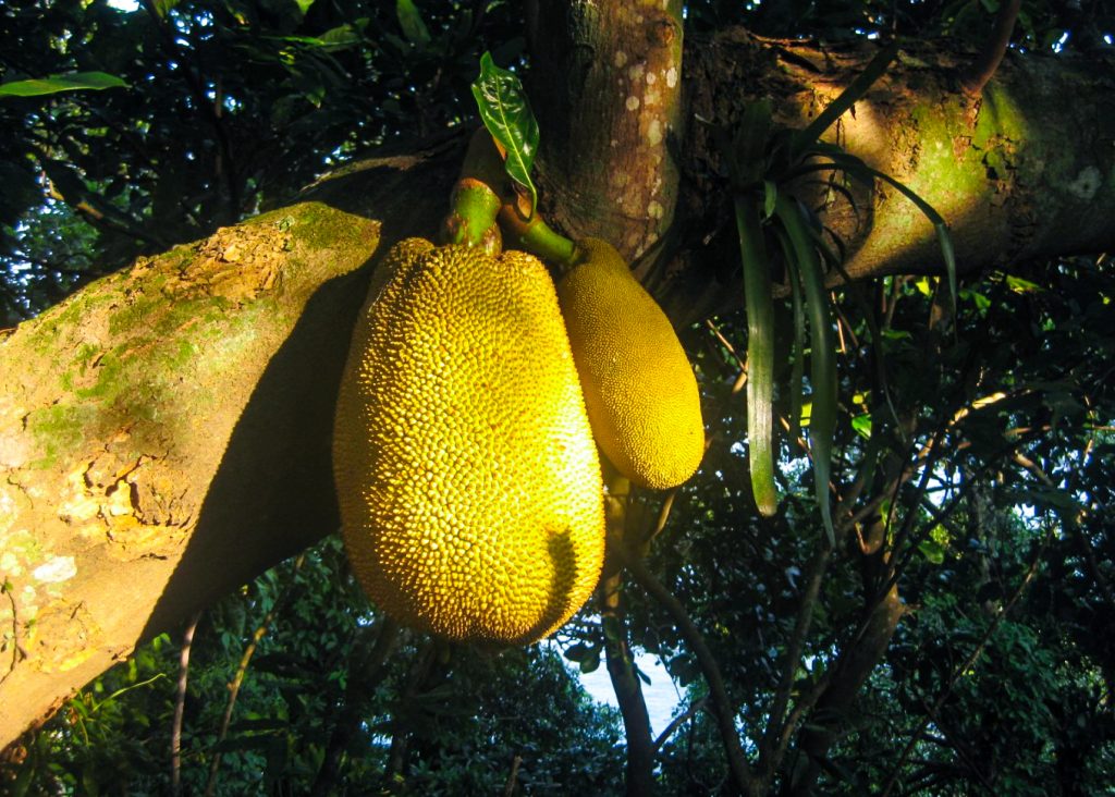 Jacas na árvore - fruta para experimentar no Brasil