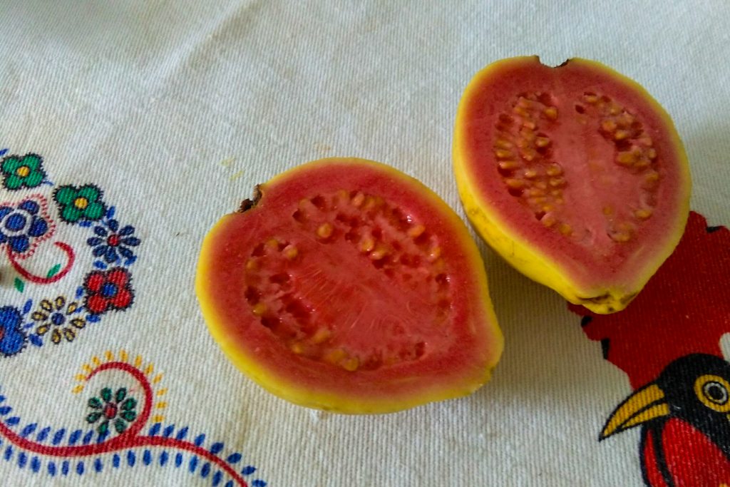 Goiaba - Fruta a experimentar no Brasil